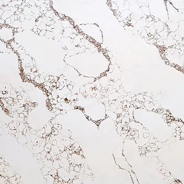Calacatta Esplendor Quartz Calacatta Esplendor Quartz